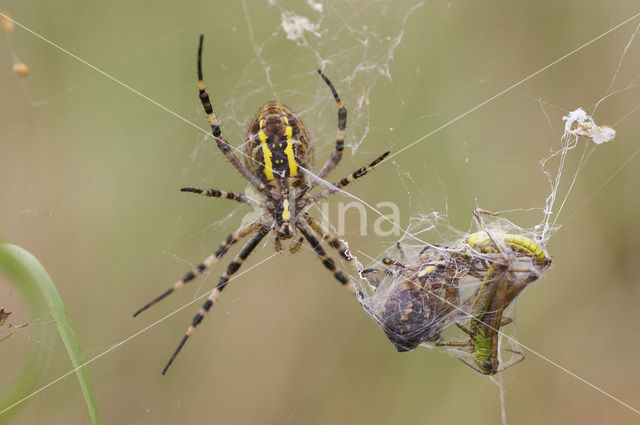 wasp spider (Argiope bruennichi)