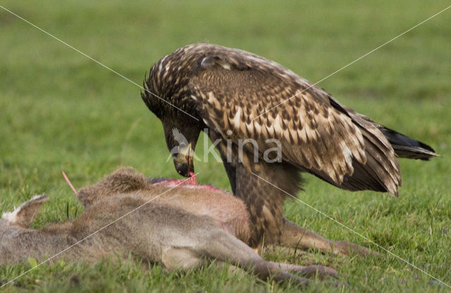 Zeearend (Haliaeetus albicilla)