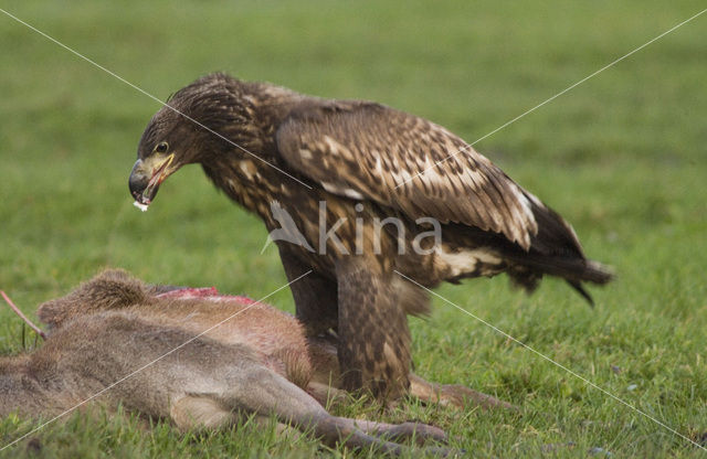 Zeearend (Haliaeetus albicilla)