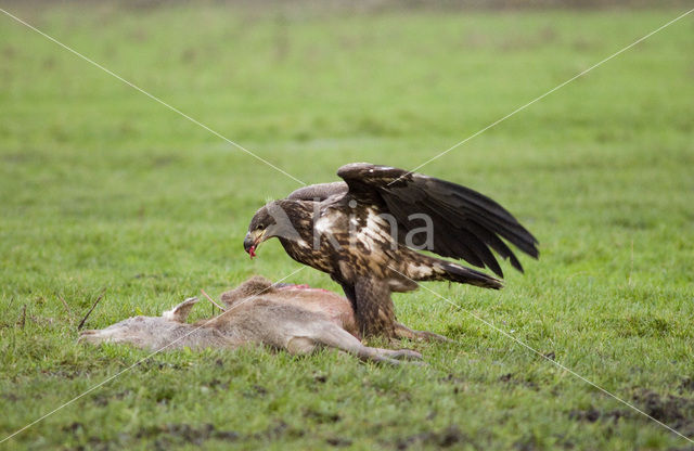 Zeearend (Haliaeetus albicilla)