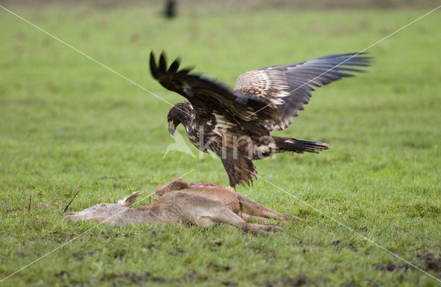 Zeearend (Haliaeetus albicilla)