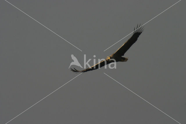 White-tailed Sea Eagle (Haliaeetus albicilla)