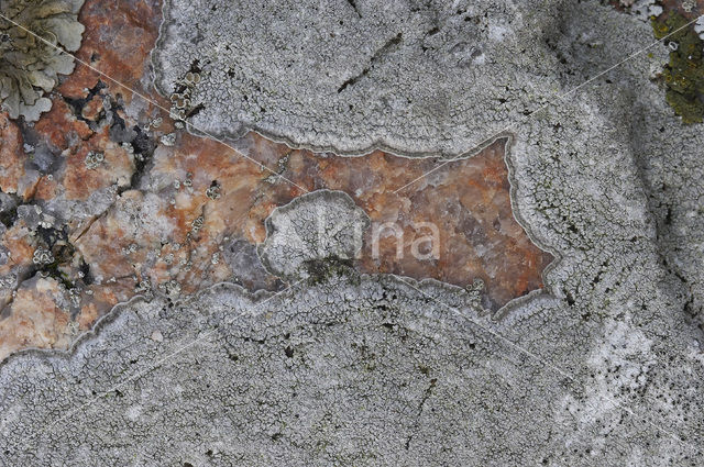 disk lichen (Aspicilia leprosescens)