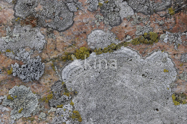 disk lichen (Aspicilia leprosescens)