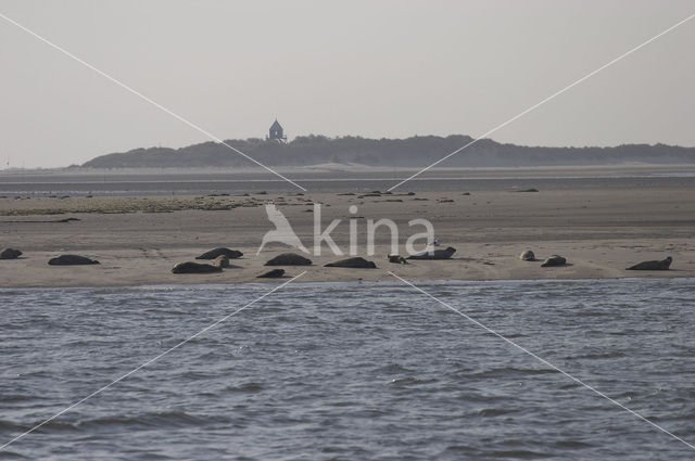 Seal