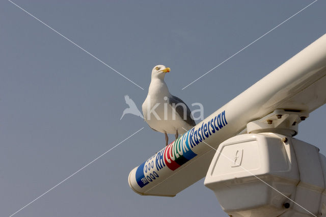 Zilvermeeuw (Larus argentatus)