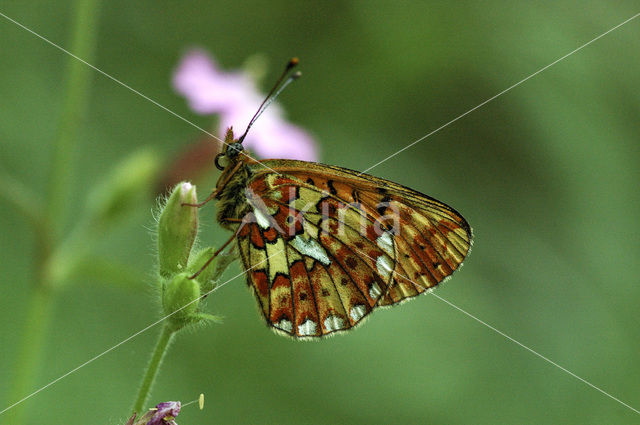 Pearl-Bordered Fritillary (Boloria euphrosyne)