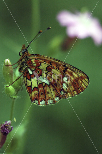 Zilvervlek parelmoervlinder (Boloria euphrosyne)