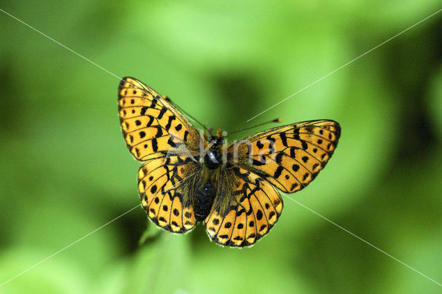 Zilvervlek parelmoervlinder (Boloria euphrosyne)