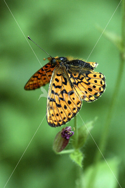 Zilvervlek parelmoervlinder (Boloria euphrosyne)