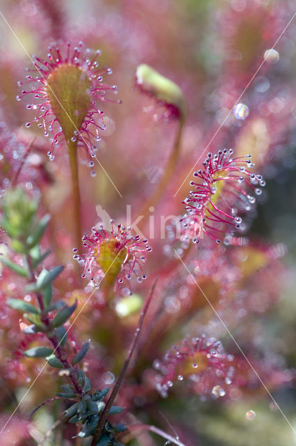 Zonnedauw (Drosera spec.)