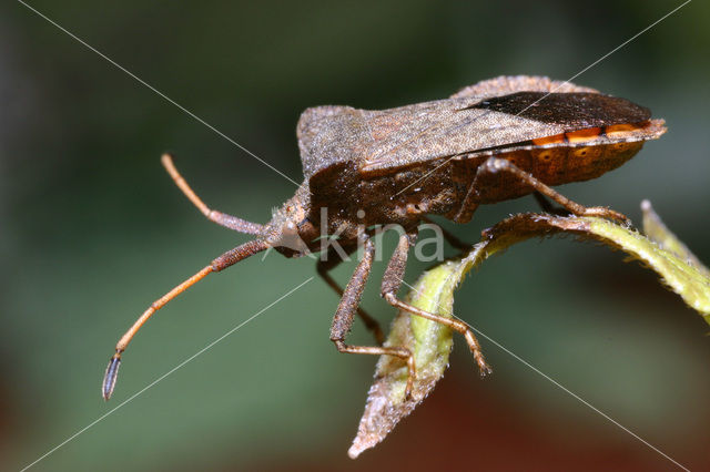 Zuringwants (Coreus marginatus)