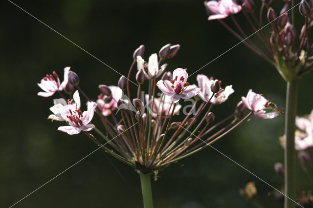 Zwanenbloem (Butomus umbellatus)