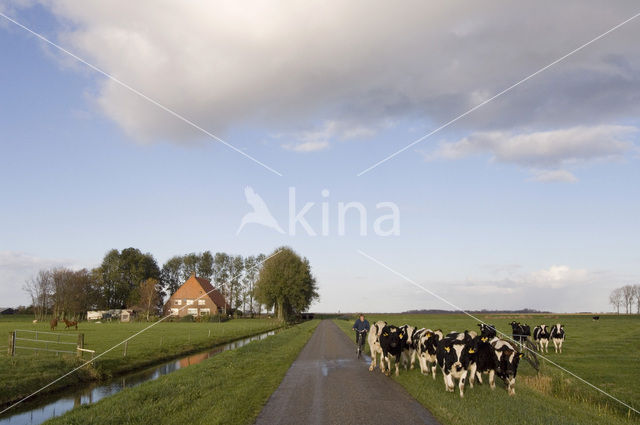 Zwartbonte koe (Bos domesticus)