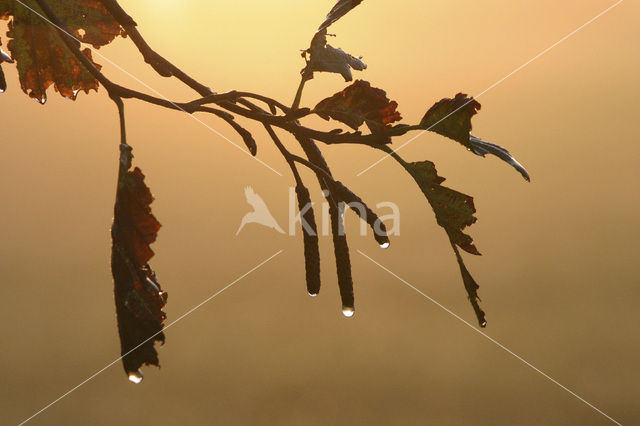 Zwarte els (Alnus glutinosa)