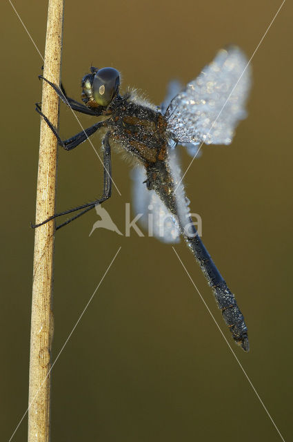 Black Darter (Sympetrum danae)