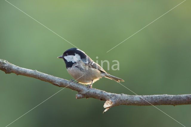 Zwarte Mees (Parus ater)