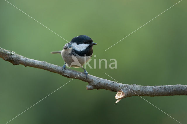 Zwarte Mees (Parus ater)