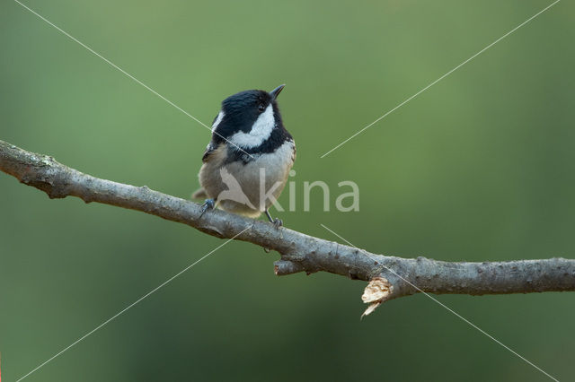 Zwarte Mees (Parus ater)