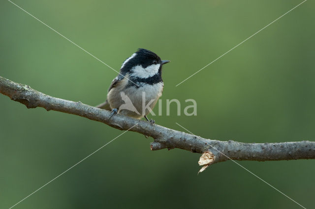 Coal Tit (Parus ater)