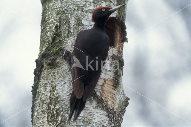 Black Woodpecker (Dryocopus martius)