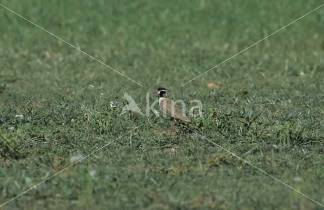 Zwartkopkievit (Vanellus tectus)