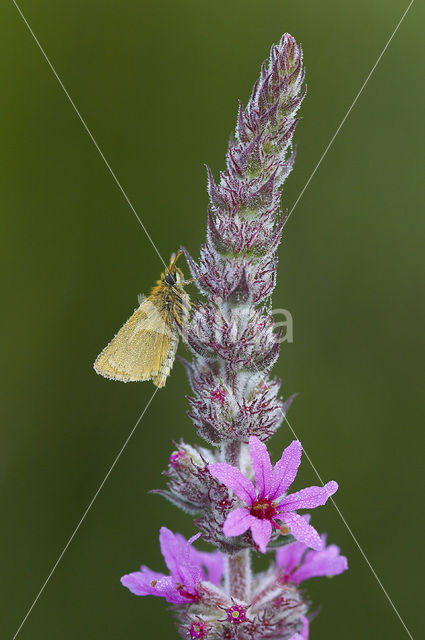 european skipper (Thymelicus lineola)