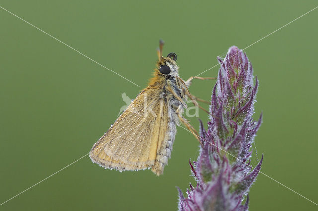 european skipper (Thymelicus lineola)