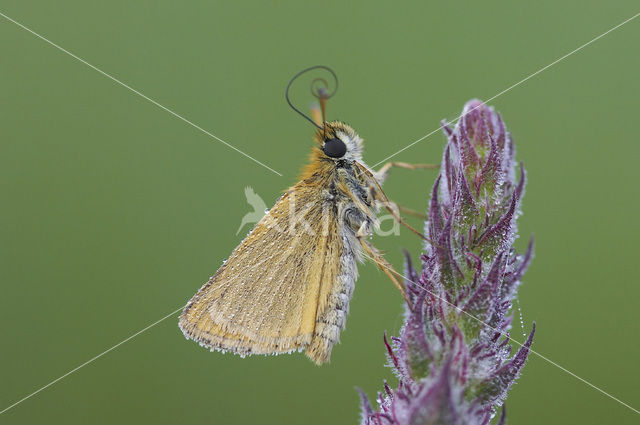 european skipper (Thymelicus lineola)