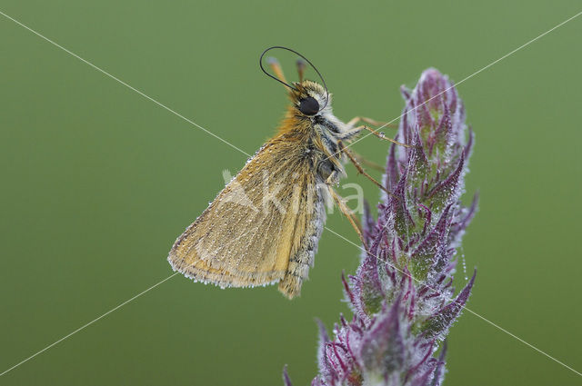 Zwartspriet dikkopje