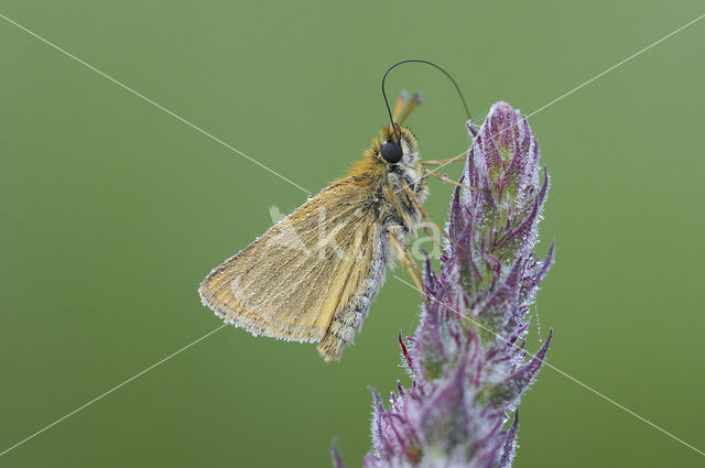 european skipper (Thymelicus lineola)