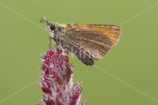 european skipper (Thymelicus lineola)