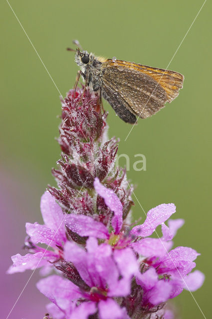 european skipper (Thymelicus lineola)