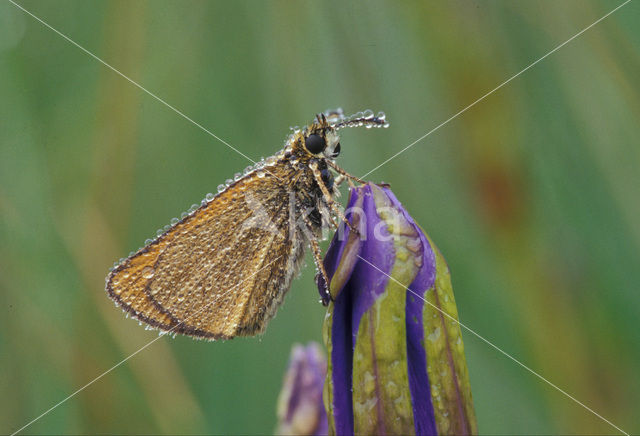 european skipper (Thymelicus lineola)