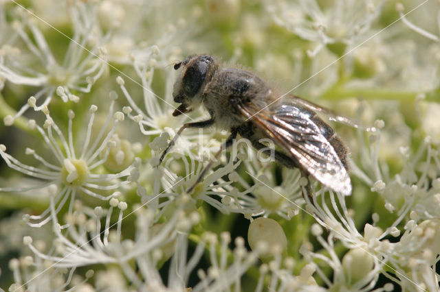 Fly