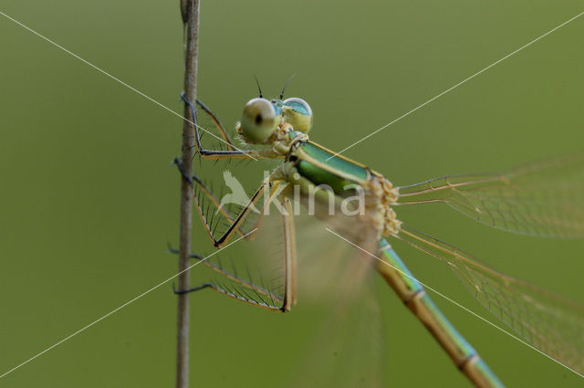 Shy Emerald Damselfly (Lestes barbarus)