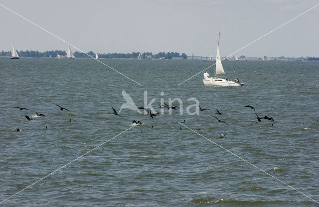 Great Cormorant (Phalacrocorax carbo)