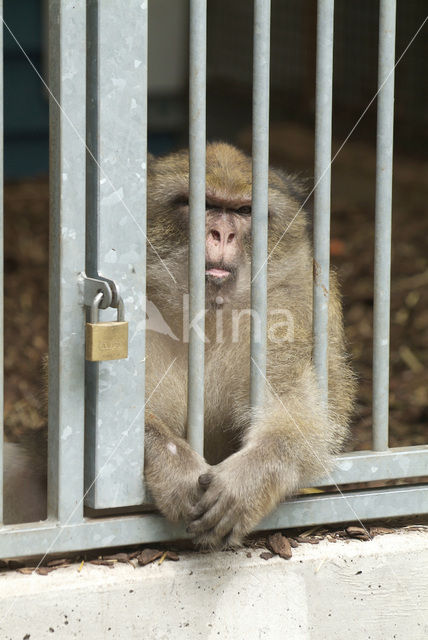 Monkey