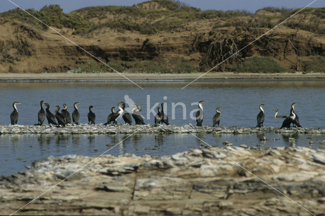 Afrikaanse aalscholver (Phalacrocorax carbo lucidus)