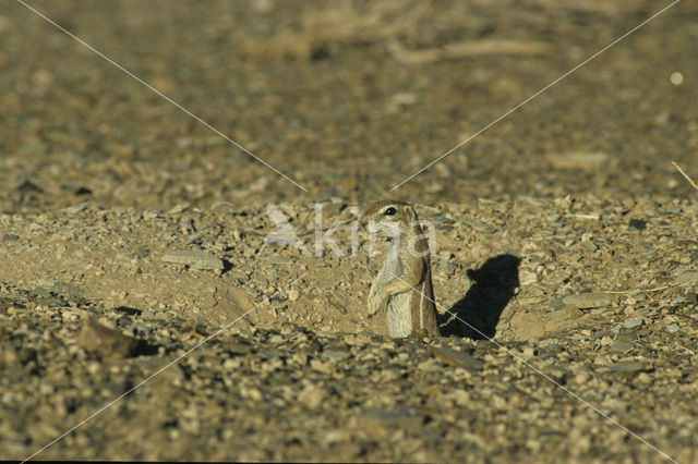 Afrikaanse grondeekhoorn (Xerus inauris)