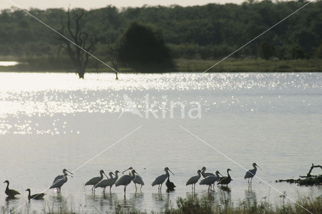 African Spoonbill (Platalea alba)