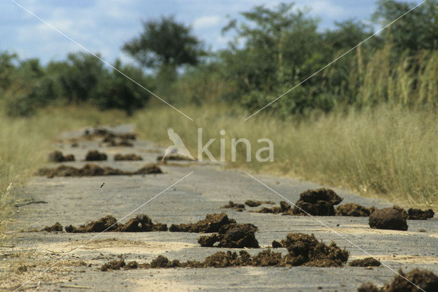 African elephant (Loxodonta africana)