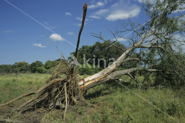 African elephant (Loxodonta africana)
