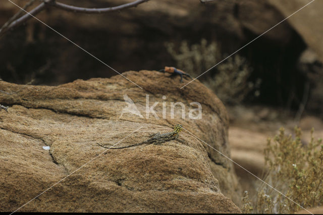 Red-headed Rock Agama (Agama agama)