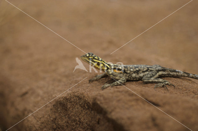 Red-headed Rock Agama (Agama agama)