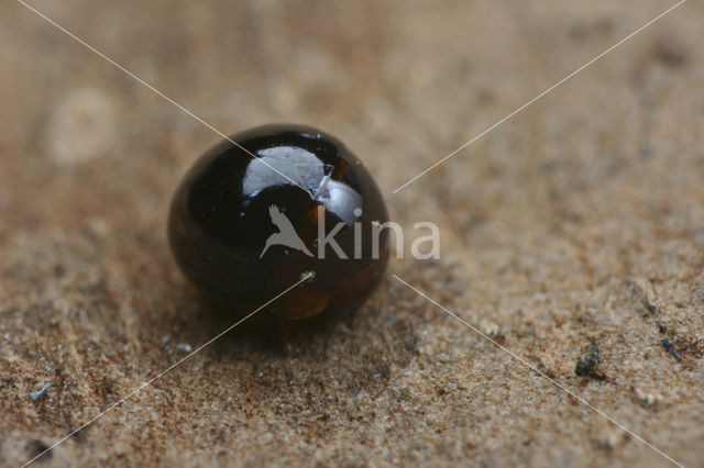 Agathidium rotundatum