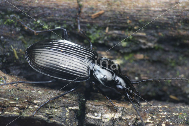 Agonum moestum