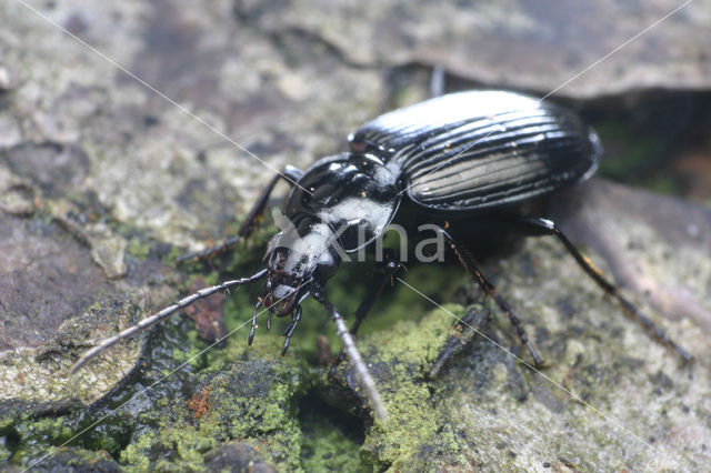 Agonum moestum