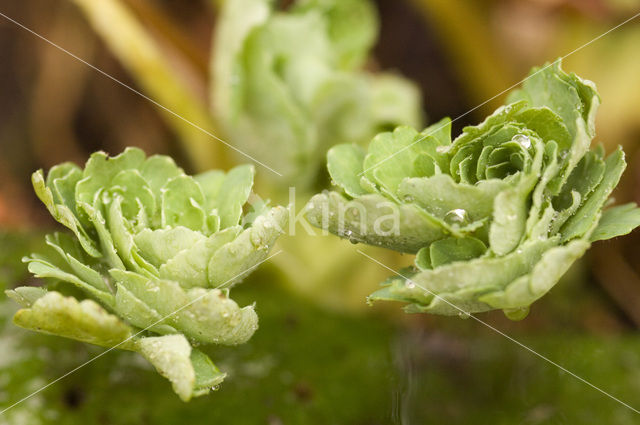 Columbine (Aquilegia sp)