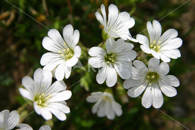 Akkerhoornbloem (Cerastium arvense)